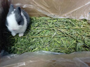 映棠苜蓿草兔草兔子食物草料荷蘭豬草料飼料紫花蓿目草牧草鮮蔬兔糧 1000g5A級精選苜蓿草 曬單實拍圖
