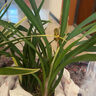 翁源蘭花苗建蘭黃金小神童富貴吉祥四季濃香盆栽好養(yǎng)植物原盆土發(fā) 小神童5苗【大壯苗】簡易盆土 曬單實拍圖