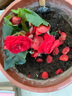 麗格海棠玫瑰海棠花盆栽帶花發(fā)貨客廳陽(yáng)臺(tái)花卉盆栽植物四季開(kāi)花 紅色 不含盆 曬單實(shí)拍圖