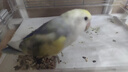 威畢鳥籠墊紙鳥屎墊清潔墊一次性紙墊方形圓形鳥籠墊布鴿子虎皮牡丹 大群鳥籠紙墊54*38cm 曬單實(shí)拍圖
