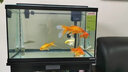 森淵（SENYUAN）魚缸背景貼紙魚缸背景紙魚缸壁紙畫高清圖3立體魚缸珊瑚石造景 30高42長【備注款式】 曬單實拍圖
