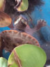 诗轩 [深水龟]圆澳龟水龟深水混养乌龟活体清缸神器红纹曲颈龟吃垃圾鱼粪便清洁乌龟圆奥龟乌龟活物 4-5 厘米 两只 情侣一对 实拍图