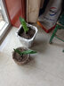 雅卉君子蘭盆栽精品綠植花卉植物室內圓頭和尚帶花苞大苗當年開(kāi)花 【2棵裝】5-6片葉+生根粉 不含盆 曬單實(shí)拍圖