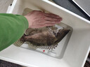 釣之屋（TSURINOYA） Intruder60s震顫下沉沉水米諾60mm/6.5g翹嘴鱸魚餌假餌 DW107-N 沉水米諾（60mm/6.5g） 曬單實(shí)拍圖