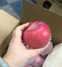 慶陽蘋果 QINGYANG APPLE紅富士蘋果新鮮蘋果人類第四個蘋果當(dāng)季現(xiàn)摘新鮮富士水果禮盒脆甜 慶陽蘋果 電商普箱 5斤裝 曬單實(shí)拍圖