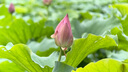 PICKOGEN 無(wú)畸變300mm手機(jī)長(zhǎng)焦鏡頭高倍望遠(yuǎn)鏡專業(yè)拍攝高清觀鳥(niǎo)神器月亮人像虛化特寫適用蘋果 【配蘋果14ProMax鏡頭殼】300mm長(zhǎng)焦鏡頭 曬單實(shí)拍圖
