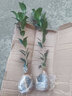 儂律 耐冬山茶花樹苗盆栽地栽大型室內(nèi)庭院植物耐寒盆景高桿耐冬茶花苗庭院別墅南北方四季種植工程綠化苗木 耐冬茶花 耐冬茶花40--60厘米高2棵 曬單實(shí)拍圖
