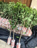 靈山冰荔仙進(jìn)奉糯米糍妃子笑無(wú)核荔枝樹(shù)苗水果樹(shù)南方種植桂味大苗 妃子笑兩年苗（帶土帶葉） 70cm(含)-79cm(含) 曬單實(shí)拍圖