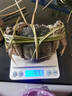 【活蟹】伊樂(lè )草精品紅膏超大公母蘇州太湖大閘蟹鮮活現貨螃蟹禮盒 精品螃蟹 百里挑一 全母 3.4-3.7兩 8只 曬單實(shí)拍圖