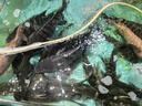 威拓森爆炸鉤套裝翻板鉤翻版魚鉤反板海桿拋竿鰱鳙盤鉤八爪鉤 12號鉤5套+60g鉛+連接器-送鈴鐺 曬單實(shí)拍圖