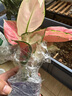 櫻霞【順豐上門】吉利紅如意皇后竹芋水培吉祥花室內觀葉植物盆栽綠植 吉利紅水培+自吸水盆 曬單實拍圖