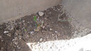 雅卉歐洲月季花苗庭院盆栽地栽藤本薔薇花苗月季爬藤植物四季循環(huán)開花 玫瑰苗 3年苗 曬單實拍圖