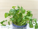 花音谷銅錢(qián)草招財水培植物辦公室桌面盆栽金錢(qián)草花卉室內水養綠植吸甲醛 銅錢(qián)草精品大葉二盆帶葉[送肥 曬單實(shí)拍圖