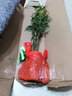 秋穎米竹盆栽盆景植物四季常綠驅(qū)蚊竹造景竹微景觀盆景竹小葉米竹盆栽 10根苗帶土球發(fā)貨（不含盆） 曬單實(shí)拍圖