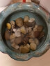 四季開花睡蓮水培植物迷你根塊荷花蓮花陽臺綠植花卉水養(yǎng)睡蓮盆栽 迷你小睡蓮6棵 不含盆 曬單實拍圖