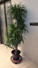 植男植女龍血樹綠植盆栽龍須樹室內(nèi)辦公室客廳造型大型落地植物源頭直發(fā) 曬單實拍圖