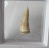 天然矛齒魚(yú)牙動(dòng)物鯊魚(yú)牙齒真化石原石礦石標本海洋古生物擺件孤品 MCY-隨機款實(shí)物非此圖發(fā)貨80元的 曬單實(shí)拍圖