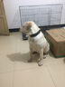 牛皮狗項(xiàng)圈狗圈頸圈中型犬大型犬拉布拉多狗脖套定制激光刻字寵物身份牌 3.5cm寬 調(diào)節(jié)范圍（51cm—66cm） 頭層軟牛皮（備注狗狗名字、出生日期、電話） 曬單實(shí)拍圖