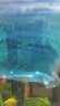 活體寵物燈科魚合集寶蓮燈紅綠燈斑馬活體觀賞魚熱帶魚活體 小型 紅鼻剪刀10+1條備損（1.5CM+） 曬單實(shí)拍圖