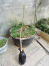 黃銘證廣東無(wú)籽香水檸檬樹(shù)苗奶茶店專(zhuān)用海南小金桔檸檬苗青金桔 廣東香水檸檬苗3年苗帶土 基地直銷(xiāo) 曬單實(shí)拍圖