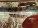馬印銀龍魚(yú)活體大中型熱帶觀(guān)賞魚(yú)魚(yú)缸寵物淡水風(fēng)水魚(yú)發(fā)財魚(yú)金龍魚(yú) 純血七彩銀龍魚(yú)22-24cm 2條  一公一母 曬單實(shí)拍圖