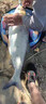 希格曼巨魚(yú)大物魚(yú)線(xiàn)柔軟原絲巨物線(xiàn)強拉力尼龍線(xiàn)青鱘魚(yú)專(zhuān)用釣魚(yú)線(xiàn)漁線(xiàn) 50米 巨魚(yú)A30主線(xiàn)【】 4號 曬單實(shí)拍圖