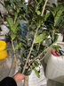 桂花樹(shù)苗桂花苗盆栽金桂四季桂室內外濃香型陽(yáng)臺花卉綠植庭院盆景植物 丹桂【濃香型】 6年苗【花滿(mǎn)樹(shù)粗壯】 曬單實(shí)拍圖