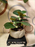 臨雅空氣鳳梨植物盆栽室內(nèi)客廳中式禪意盆景好養(yǎng)活綠植辦公室擺件花卉 小盼菩提+蓮花盆+白石子+木托 曬單實(shí)拍圖