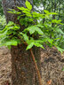 紫藤花樹(shù)苗爬藤植物庭院圍墻四季開(kāi)花盆栽花苗綠植花卉藤蔓紫藤蘿 藍藤【4年苗】 81cm(含)-110cm(含) 曬單實(shí)拍圖