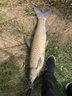 川澤蠻牛浮漂三角尾魚漂加粗醒目大物漂鰱鳙青草鳊抗走水湖庫遠(yuǎn)投浮標(biāo) NT03鰱鳙大物吃鉛5.0-7.0g 3號三角尾大物漂 曬單實拍圖
