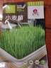 京農(nóng)研芽苗菜種子水培菜小麥草豌豆松柳油葵香椿苗綠豆芽西藍(lán)花苗花生芽 小麥芽苗菜 50克 曬單實(shí)拍圖
