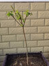 君揚廣西銀妃三華李果樹(shù)苗早熟 遲熟 嫁接李子苗 桃形李  南北方種植 銀妃三華李兩年苗50-60CM高（帶土帶葉） 曬單實(shí)拍圖