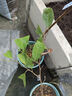 君揚釋迦番荔枝嫁接樹(shù)苗 鳳梨釋迦果樹(shù)苗佛頭果 盆栽庭院種植廣西發(fā)貨 鳳梨釋迦一年嫁接苗30-40CM高（帶土帶葉） 曬單實(shí)拍圖