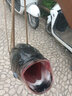 光威魚(yú)線(xiàn)輪4000金屬頭漁輪海釣漁線(xiàn)輪紡車(chē)輪路亞輪魚(yú)輪遠投輪垂釣用品 左右手互換型 GWMA6000系列 曬單實(shí)拍圖