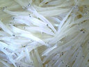 十里饞 江蘇連云港銀魚(yú)寶寶魚(yú)新鮮海鮮水產(chǎn)冷凍面條魚(yú)白飯魚(yú)魚(yú)類(lèi)鮮活 新鮮 大號三斤 曬單實(shí)拍圖