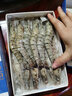活凍黑虎蝦 超大蝦類大蝦生鮮老虎蝦冰鮮對蝦鮮海蝦 新貨1盒裝-1斤 450g(凈重)  【13-15厘米】20只裝/盒 曬單實(shí)拍圖