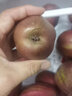 驕瑰 現(xiàn)貨陜西彩虹梨新鮮水果早酥紅梨子脆甜紅皮梨整箱 【嚴選裝】大果 8.5斤 曬單實拍圖