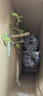 虹越（HONGYUE）無(wú)花果樹(shù)果苗 多品種多年生庭院果樹(shù)南方北方種植果樹(shù)苗HN 【大苗帶盆】虹安紫果 小2加侖 曬單實(shí)拍圖