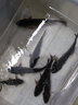 漁之源魚(yú)餌餌料鯽魚(yú)餌料鯉魚(yú)野釣黑坑魚(yú)餌料釣魚(yú)魚(yú)食釣魚(yú)餌料260g 鯽魚(yú)餌 一包 曬單實(shí)拍圖