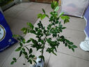 萌妹細(xì)葉紫檀樹苗 珍貴植物樹木 小葉紫檀木苗小苗 小葉紫檀苗 40cm(含)-50cm(不含) 曬單實(shí)拍圖