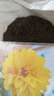 花中酷 四季開(kāi)花 大麗花種子四季種易活花海庭院散裝多年生小麗花種子 散裝精選半斤混色大麗花 曬單實(shí)拍圖