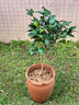 春沭 茶梅樹(shù)苗 茶梅苗 茶梅盆栽 茶梅花苗 樹(shù)苗茶梅球 茶花盆栽盆景 茶梅球30公分冠幅 不含盆 曬單實(shí)拍圖