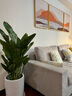 瑰瑋 天堂鳥(niǎo)盆栽鶴望蘭大型辦公室植物家居客廳北歐室內真花綠植 高120-130cm含白圓瓷盆 含盆 曬單實(shí)拍圖