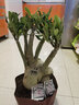 沙漠玫瑰重瓣花基地直銷老樁室內(nèi)陽(yáng)臺(tái)四季開(kāi)花植物多肉盆栽花卉 芙蓉醉20年老樁根莖粗18-22CM 帶盆栽好 曬單實(shí)拍圖