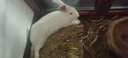 碧甜自然系列綜合2.5kg兔糧-大容量 含有歐美飼養推薦花草 高纖低淀草本全方位兔糧-2.5kg 曬單實(shí)拍圖