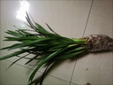 [紫羅蘭墨蘭花苗]當年開(kāi)花濃香蘭花苗蝴蝶蘭滿(mǎn)屋飄香室內凈化空氣 紫羅蘭 墨蘭1顆連體苗 曬單實(shí)拍圖