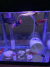 SEA STAR生态海 星小鱼缸客厅小型水族箱创意迷你玻璃家用懒人造景LED灯 180F标配（需备注颜色） 实拍图