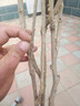 旺之春多花紫藤樹(shù)苗 紫藤苗盆栽紫藤花苗攀援花卉紫藤盆栽爬藤植物凌霄 多色4年苗 不含盆 曬單實(shí)拍圖
