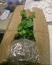 愛(ài)你一萬(wàn)年銅錢(qián)草水培植物辦公室內盆栽客廳桌面綠植花卉趣味水養金錢(qián)草 銅錢(qián)草一盆含【17*6水仙白瓷盆】 曬單實(shí)拍圖