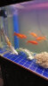 备能（BEINENG）日本黄粉鱼药+鱼乐宝鱼缸换水除氯净水剂 实拍图